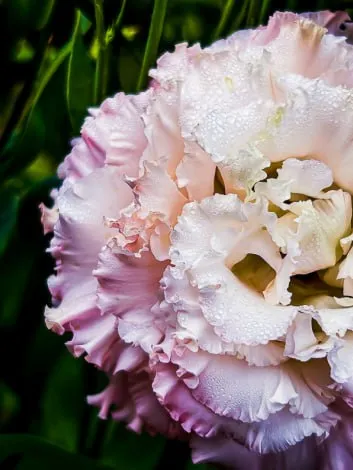Macro photograph of a pale pink ruffled flower