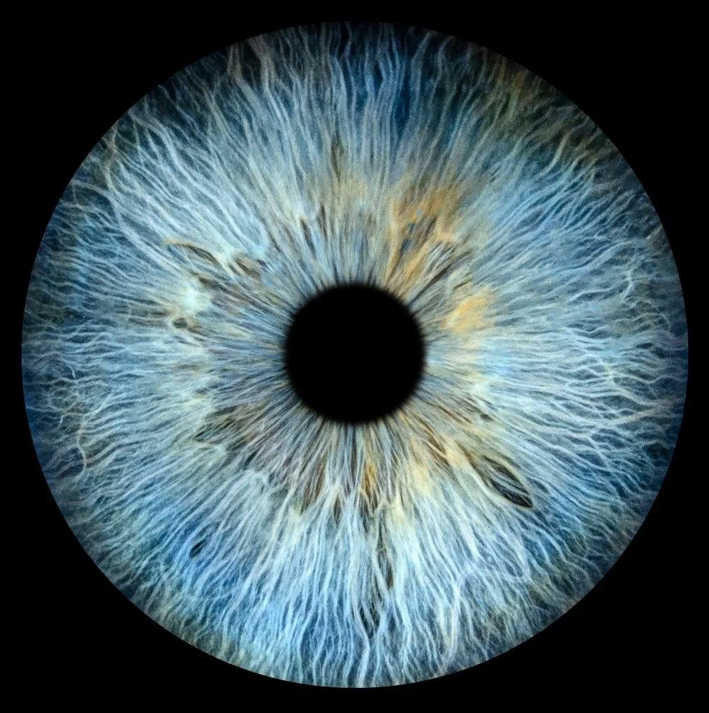 Close-up photograph of Oliver's blue iris